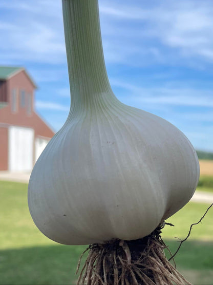 German White
